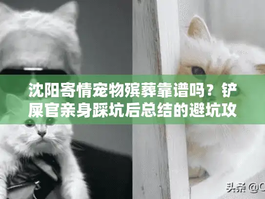 沈阳寄情宠物殡葬靠谱吗？铲屎官亲身踩坑后总结的避坑攻略