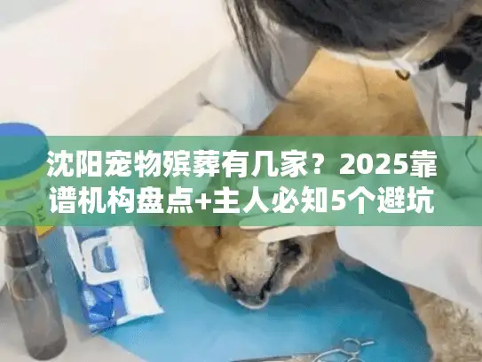 沈阳宠物殡葬有几家？2025靠谱机构盘点+主人必知5个避坑点