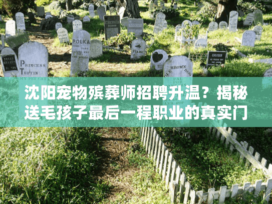 沈阳宠物殡葬师招聘升温？揭秘送毛孩子最后一程职业的真实门槛与暖心日常
