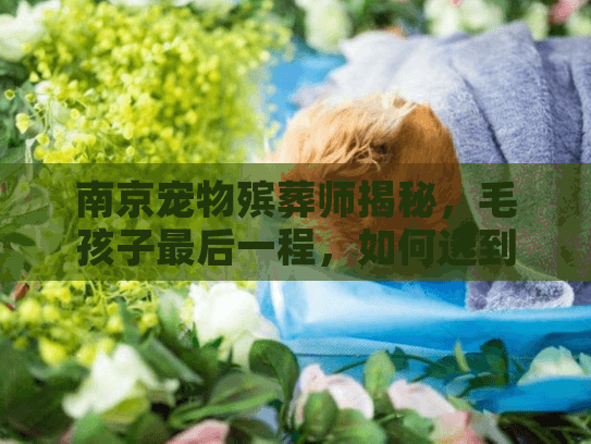 南京宠物殡葬师揭秘，毛孩子最后一程，如何选到有温度的服务？