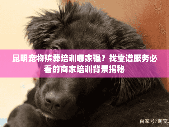 昆明宠物殡葬培训哪家强？找靠谱服务必看的商家培训背景揭秘