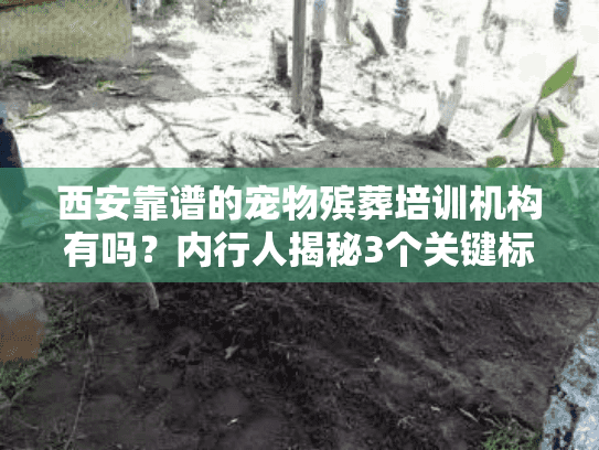 西安靠谱的宠物殡葬培训机构有吗？内行人揭秘3个关键标准
