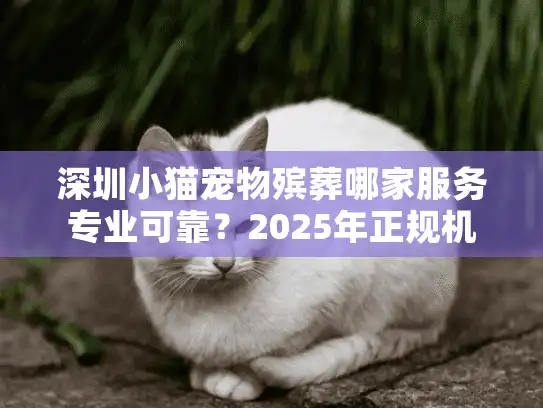 深圳小猫宠物殡葬哪家服务专业可靠？2025年正规机构对比指南