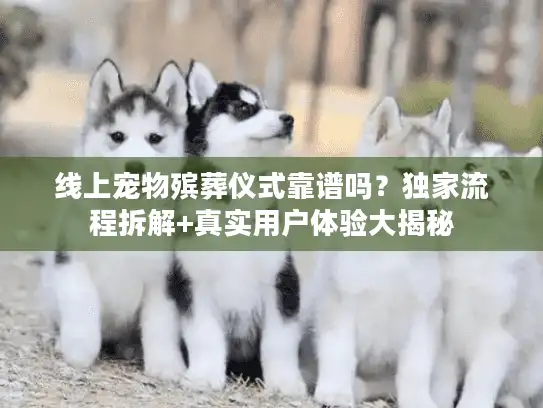 线上宠物殡葬仪式靠谱吗?独家流程拆解+真实用户体验大揭秘 线上宠物殡葬仪式靠谱吗?独家流程拆解+真实用户体验大揭秘