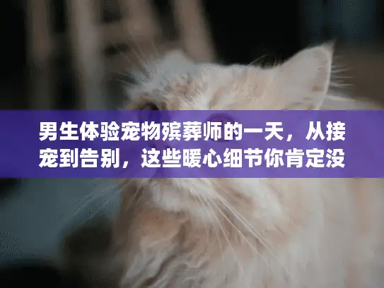 男生体验宠物殡葬师的一天，从接宠到告别，这些暖心细节你肯定没见过？