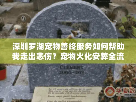 深圳罗湖宠物善终服务如何帮助我走出悲伤？宠物火化安葬全流程解析