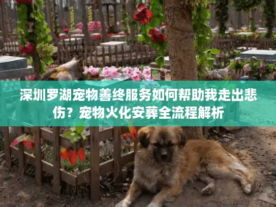 深圳罗湖宠物善终服务如何帮助我走出悲伤？宠物火化安葬全流程解析