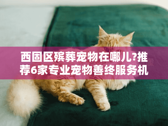 西固区殡葬宠物在哪儿?推荐6家专业宠物善终服务机构