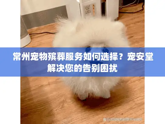 常州宠物殡葬服务如何选择？宠安堂解决您的告别困扰