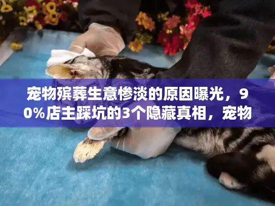 宠物殡葬生意惨淡的原因曝光，90%店主踩坑的3个隐藏真相，宠物主人必看！