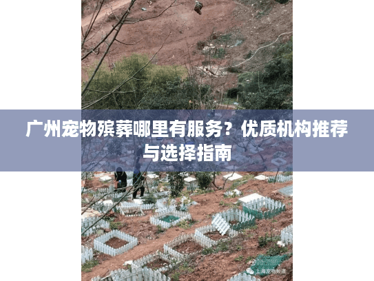 广州宠物殡葬哪里有服务？优质机构推荐与选择指南