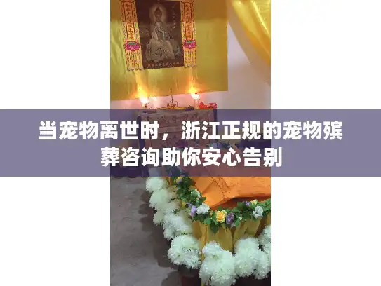 当宠物离世时，浙江正规的宠物殡葬咨询助你安心告别