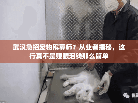武汉急招宠物殡葬师？从业者揭秘，这行真不是赚眼泪钱那么简单