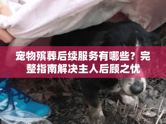 宠物殡葬后续服务有哪些？完整指南解决主人后顾之忧