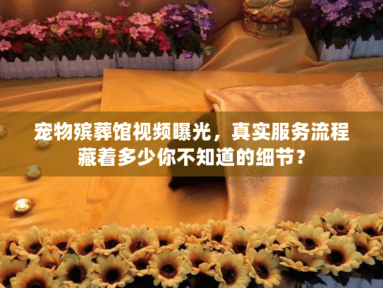 宠物殡葬馆视频曝光，真实服务流程藏着多少你不知道的细节？