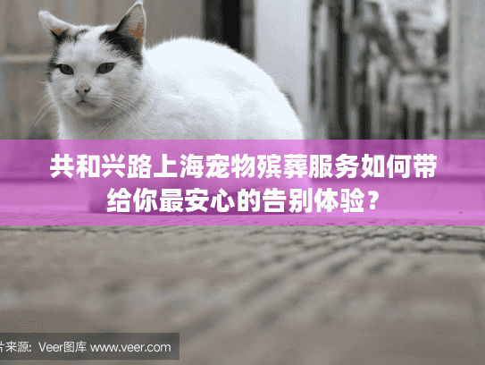 共和兴路上海宠物殡葬服务如何带给你最安心的告别体验？