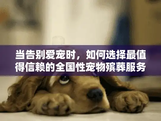 当告别爱宠时，如何选择最值得信赖的全国性宠物殡葬服务公司？