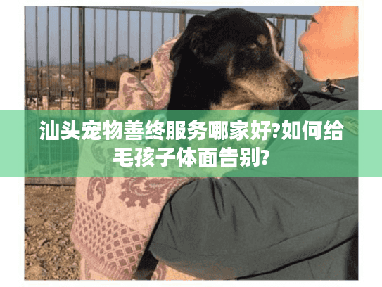 汕头宠物善终服务哪家好?如何给毛孩子体面告别?