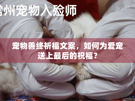 宠物善终祈福文案，如何为爱宠送上最后的祝福？