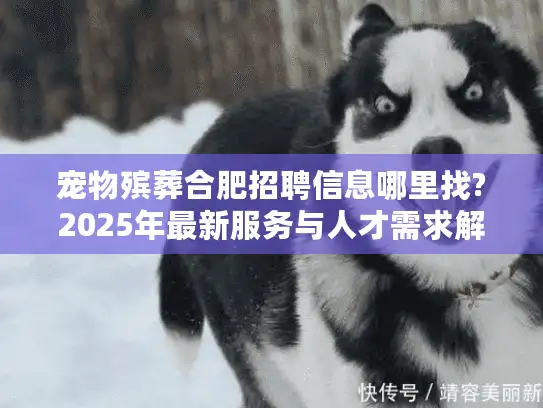宠物殡葬合肥招聘信息哪里找?2025年最新服务与人才需求解析
