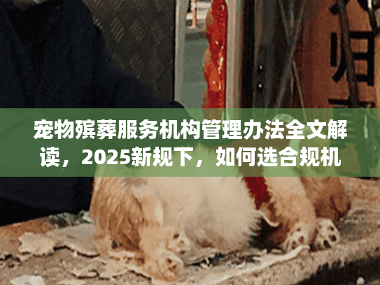 宠物殡葬服务机构管理办法全文解读，2025新规下，如何选合规机构不踩坑？