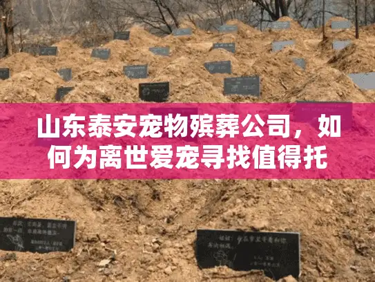 山东泰安宠物殡葬公司，如何为离世爱宠寻找值得托付的告别之地？