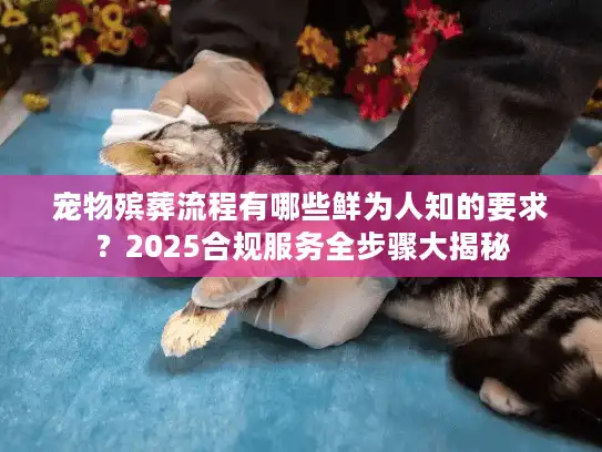 宠物殡葬流程有哪些鲜为人知的要求？2025合规服务全步骤大揭秘