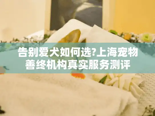告别爱犬如何选?上海宠物善终机构真实服务测评