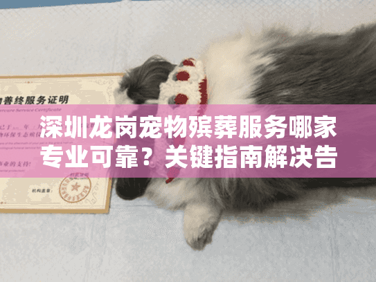 深圳龙岗宠物殡葬服务哪家专业可靠?关键指南解决告别难题 深圳龙岗宠物殡葬服务哪家专业可靠?关键指南解决告别难题