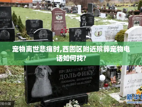 宠物离世悲痛时,西固区附近殡葬宠物电话如何找?