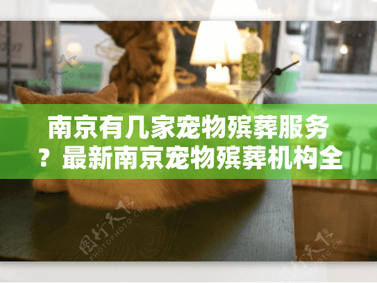 南京有几家宠物殡葬服务?最新南京宠物殡葬机构全解析 南京有几家宠物殡葬服务?最新南京宠物殡葬机构全解析