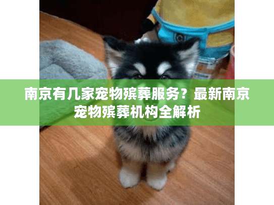 南京有几家宠物殡葬服务?最新南京宠物殡葬机构全解析 南京有几家宠物殡葬服务?最新南京宠物殡葬机构全解析