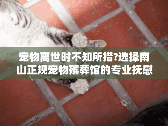 宠物离世时不知所措?选择南山正规宠物殡葬馆的专业抚慰 宠物离世时不知所措?选择南山正规宠物殡葬馆的专业抚慰