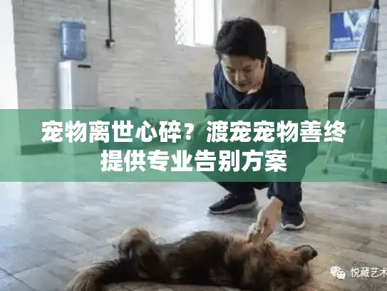 宠物离世心碎?渡宠宠物善终提供专业告别方案 宠物离世心碎?渡宠宠物善终提供专业告别方案