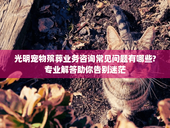 光明宠物殡葬业务咨询常见问题有哪些?专业解答助你告别迷茫