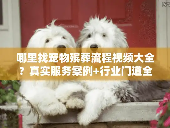 哪里找宠物殡葬流程视频大全？真实服务案例+行业门道全揭秘