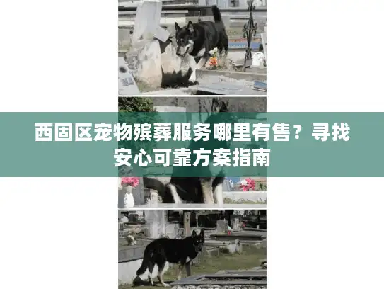 西固区宠物殡葬服务哪里有售?寻找安心可靠方案指南 西固区宠物殡葬服务哪里有售?寻找安心可靠方案指南