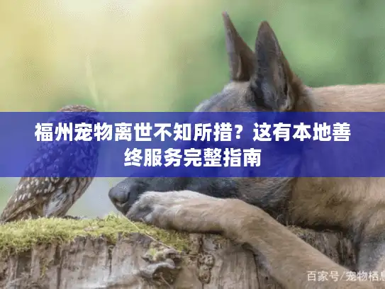 福州宠物离世不知所措？这有本地善终服务完整指南