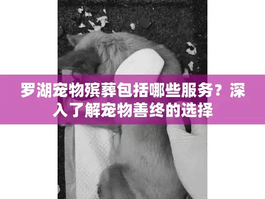罗湖宠物殡葬包括哪些服务？深入了解宠物善终的选择
