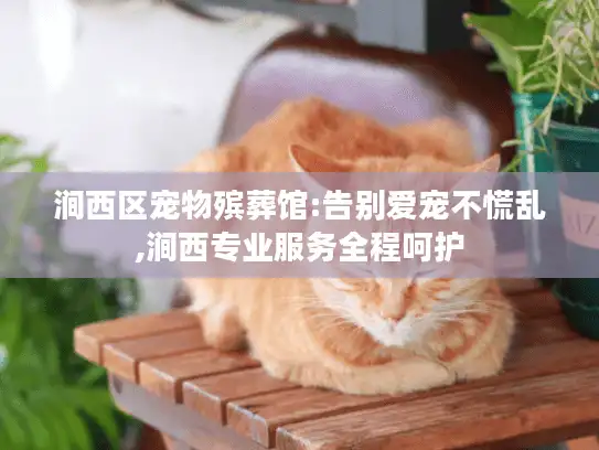 涧西区宠物殡葬馆:告别爱宠不慌乱,涧西专业服务全程呵护