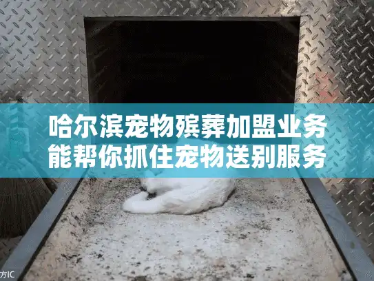 哈尔滨宠物殡葬加盟业务能帮你抓住宠物送别服务的商机吗？