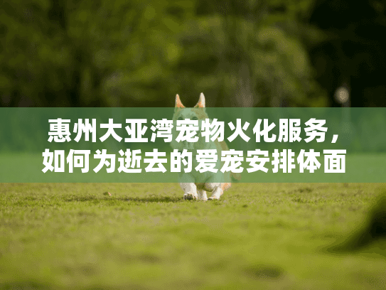 惠州大亚湾宠物火化服务，如何为逝去的爱宠安排体面告别？