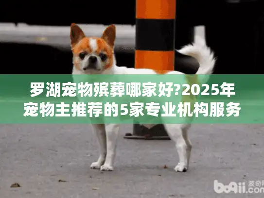 罗湖宠物殡葬哪家好?2025年宠物主推荐的5家专业机构服务对比