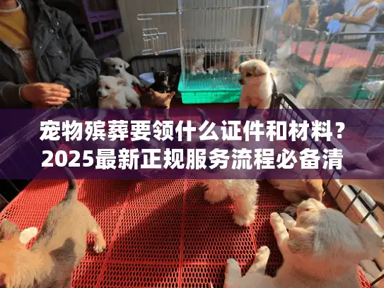 宠物殡葬要领什么证件和材料？2025最新正规服务流程必备清单请收好！