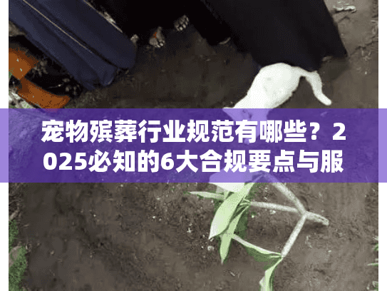 宠物殡葬行业规范有哪些？2025必知的6大合规要点与服务标准