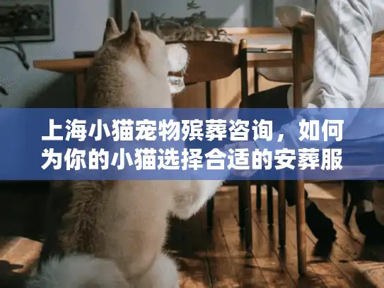 上海小猫宠物殡葬咨询，如何为你的小猫选择合适的安葬服务？