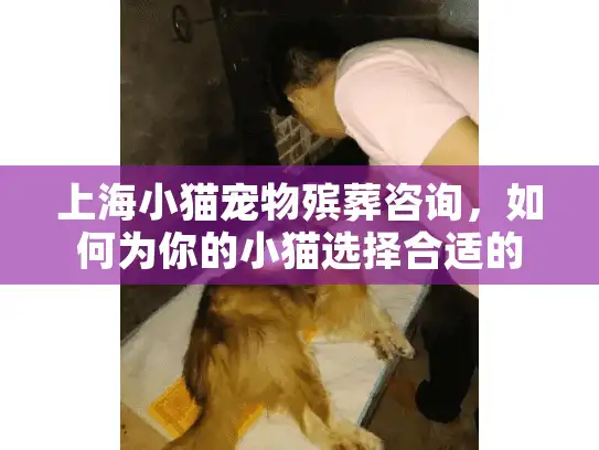上海小猫宠物殡葬咨询，如何为你的小猫选择合适的安葬服务？
