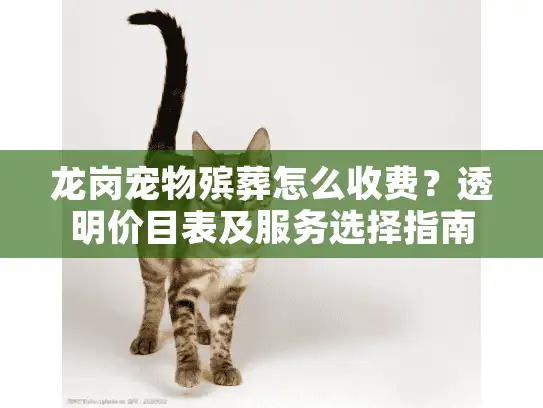 龙岗宠物殡葬怎么收费？透明价目表及服务选择指南
