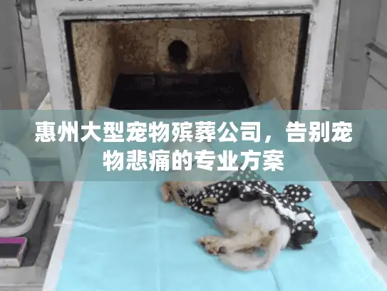 惠州大型宠物殡葬公司，告别宠物悲痛的专业方案