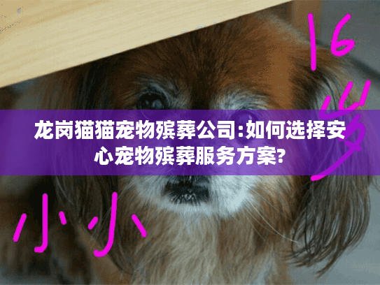 龙岗猫猫宠物殡葬公司:如何选择安心宠物殡葬服务方案? 龙岗猫猫宠物殡葬公司:如何选择安心宠物殡葬服务方案?